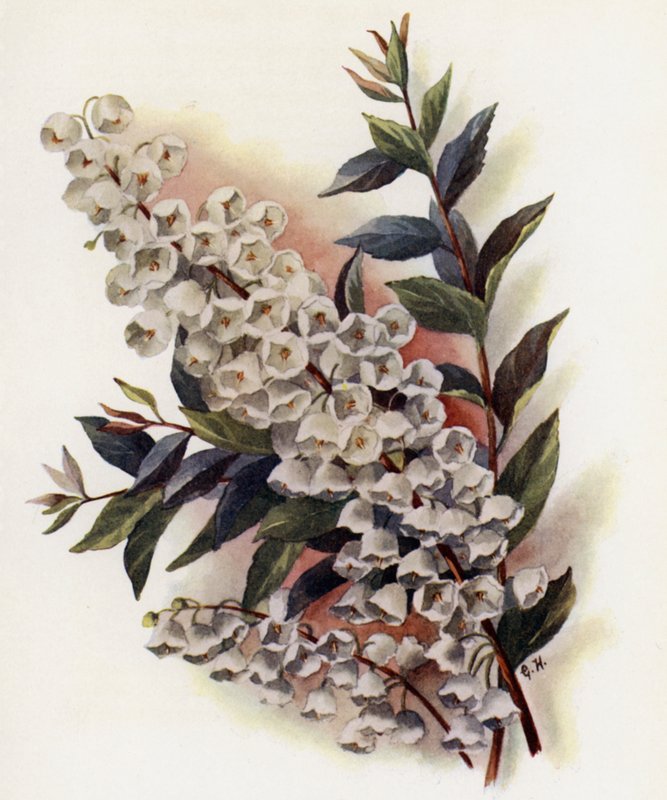 Andromeda Speciosa v Cassinefolia od Gertrude Hamilton