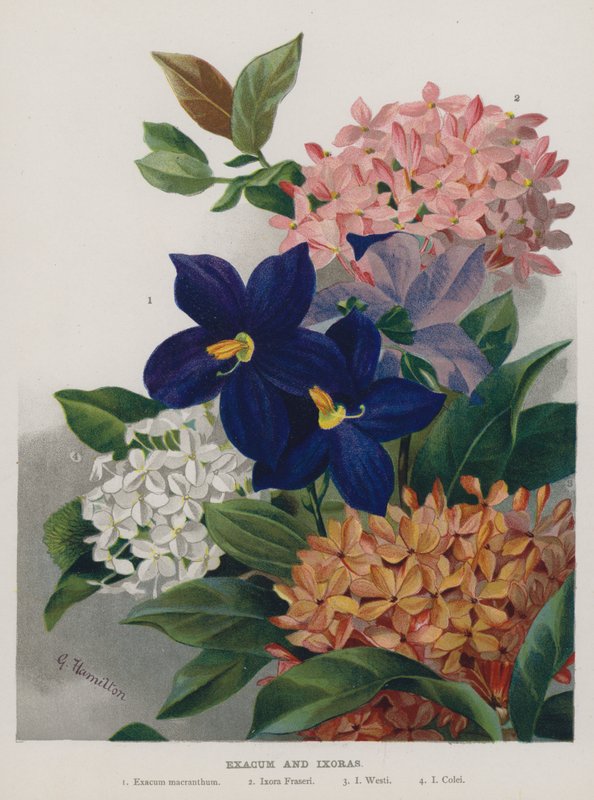 Exacum a Ixoras od Gertrude Hamilton