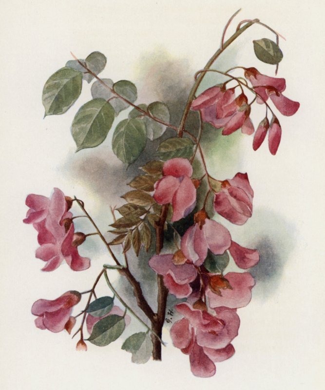 Robinia Hispida od Gertrude Hamilton