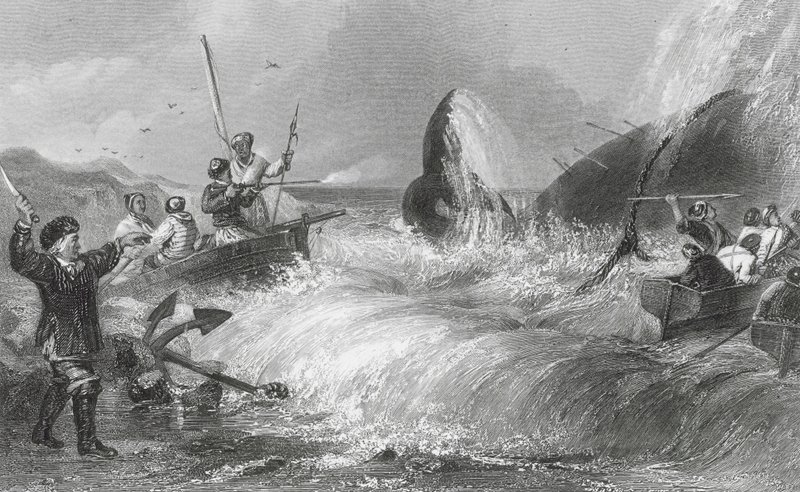 Velryba na břehu (rytina) od H. Melville
