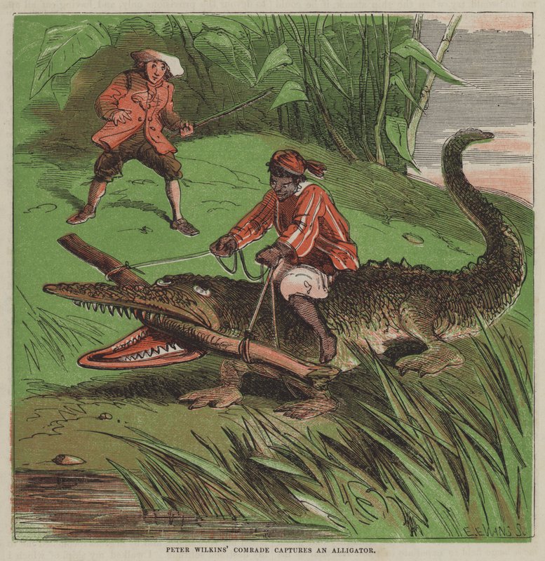 Soudruh Petera Wilkinse chytá aligátora (barevná litografie) od after Hablot Knight Browne