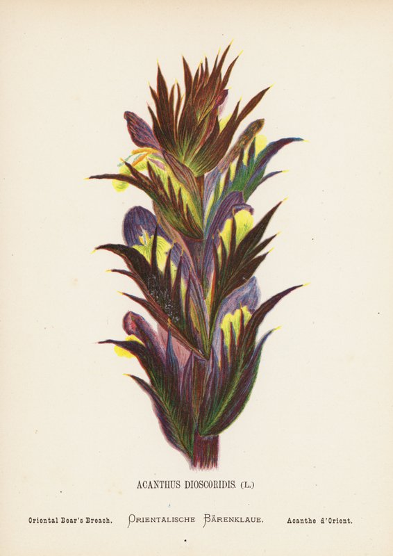 Divoké květiny Svaté země: (kolorovaná rytina): Acanthus Dioscoridis; Oriental Bear