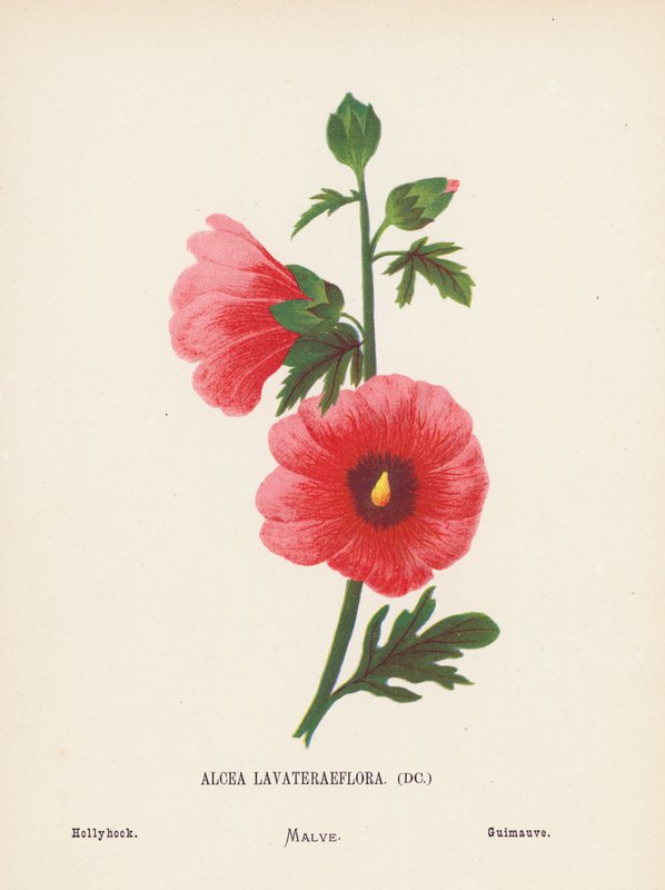 Divoké květiny Svaté země: (kolorovaná rytina): Alcea Lavateraeflora; Hollyhock (kolorovaná rytina) od Hannah Zeller