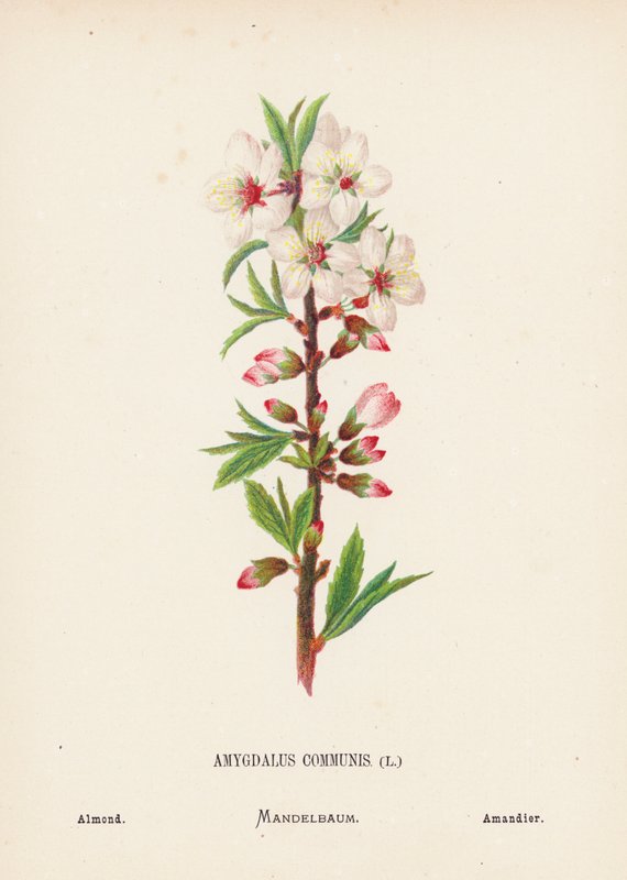Divoké květiny Svaté země: (kolorovaná rytina): Amygdalus Communis; Mandle (barevná rytina) od Hannah Zeller