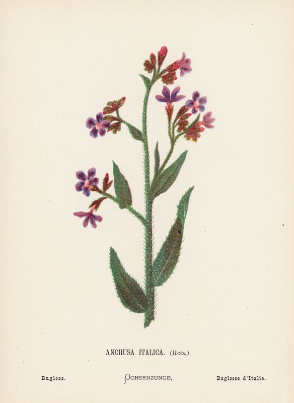 Divoké květiny Svaté země: Bugloss (kolorovaná rytina): Anchusa Italica, Retz; Bugloss (kolorovaná rytina) od Hannah Zeller