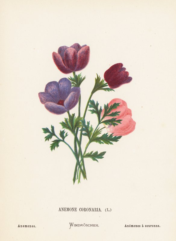 Divoké květiny Svaté země: Anemone Coronaria; Anemones (kolorovaná rytina) od Hannah Zeller