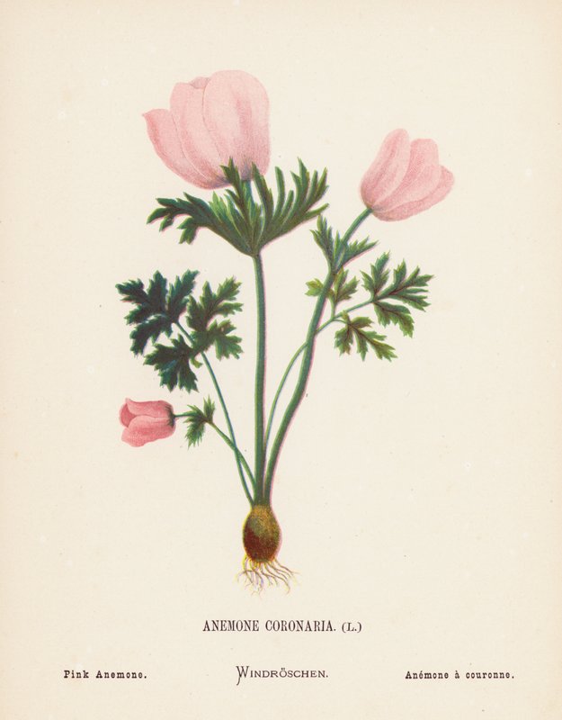 Divoké květiny Svaté země: (kolorovaná rytina): Anemone Coronaria; Pink Anemone (růžová sasanka) od Hannah Zeller