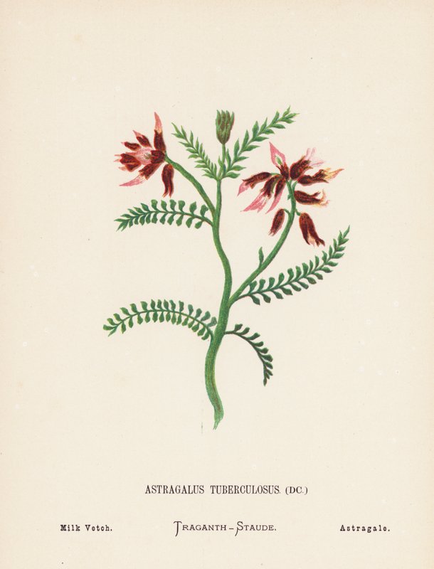 Divoké květiny Svaté země: (kolorovaná rytina): Astragalus Tuberculosus; Vetch mléčný (barevná rytina) od Hannah Zeller