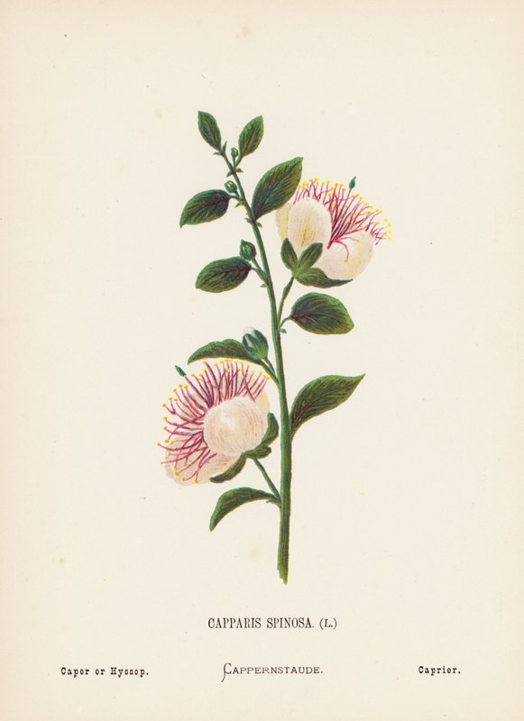 Divoké květiny Svaté země: (kolorovaná rytina): Capparis Spinosa; Caper or Hyssop (barevná rytina) od Hannah Zeller