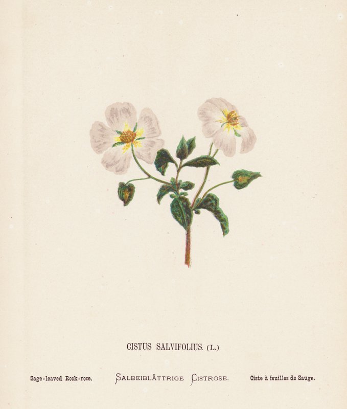 Divoké květiny Svaté země: (kolorovaná rytina): Cistus salvifolius (Cistus Salvifolius) od Hannah Zeller