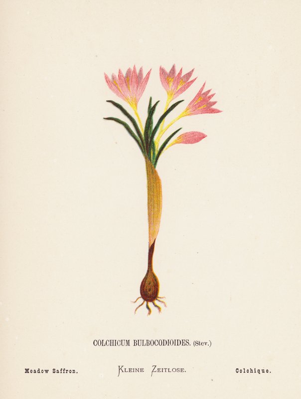 Divoké květiny Svaté země: (kolorovaná rytina): Colchicum Bulbocodioides, Stev; Šafrán luční (kolorovaná rytina) od Hannah Zeller