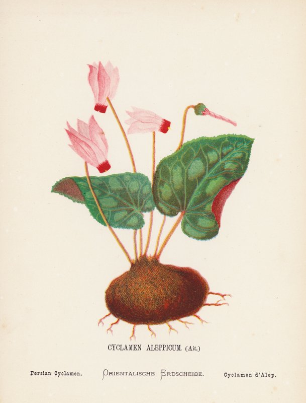 Divoké květiny Svaté země: (kolorovaná rytina): Cyclamen Aleppicum, Ait; Cyclamen perský (kolorovaná rytina) od Hannah Zeller