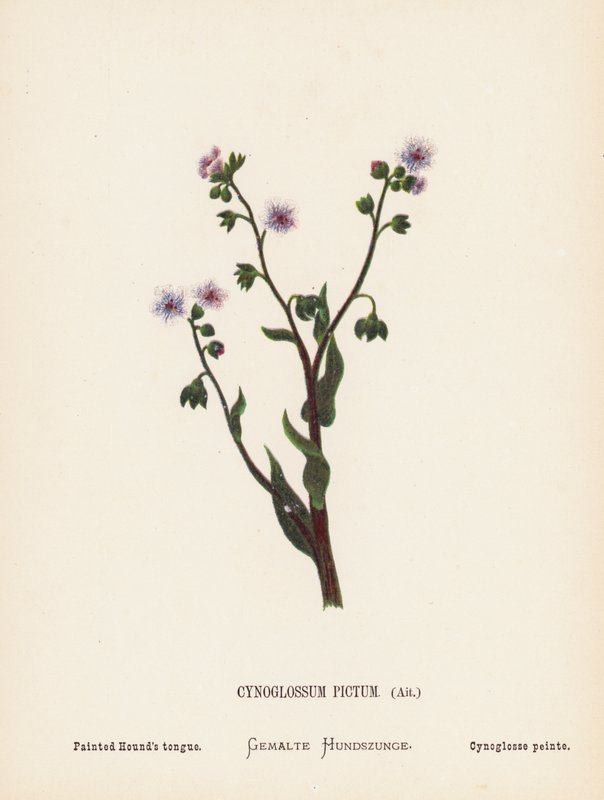 Divoké květiny Svaté země: (kolorovaná rytina): Cynoglossum Pictum, Ait; Malovaný psí jazyk (kolorovaná rytina) od Hannah Zeller