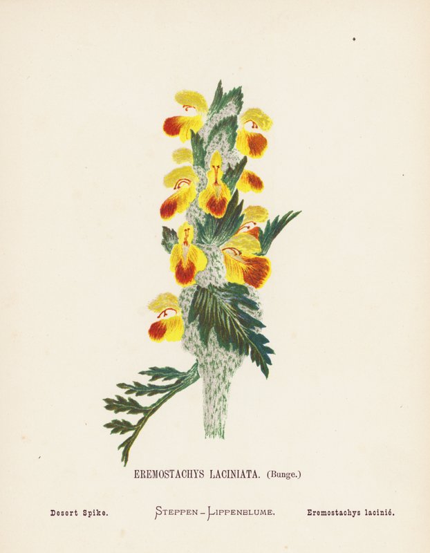 Divoké květiny Svaté země: (kolorovaná rytina): Eremostachys Laciniata, Bunge; Desert Spike (barevná rytina) od Hannah Zeller