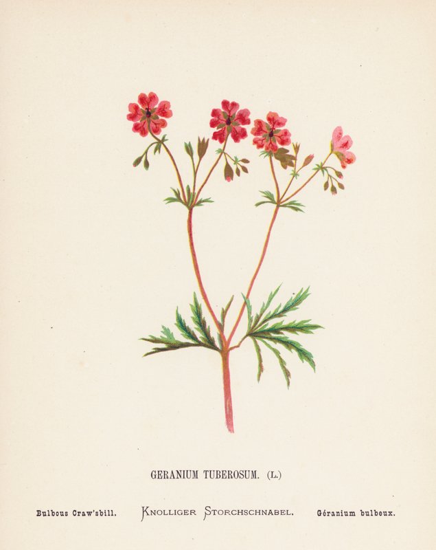 Divoké květiny Svaté země: (kolorovaná rytina): Geranium Tuberosum; Bulbous Craw