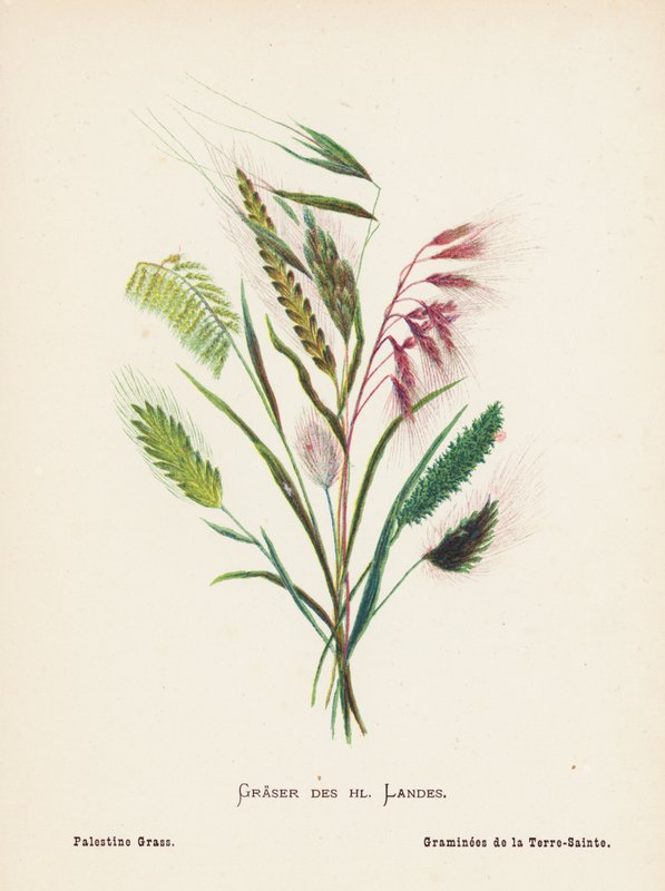 Divoké květiny Svaté země: Graser des hl Landes; Palestine Grass (kolorovaná rytina) od Hannah Zeller