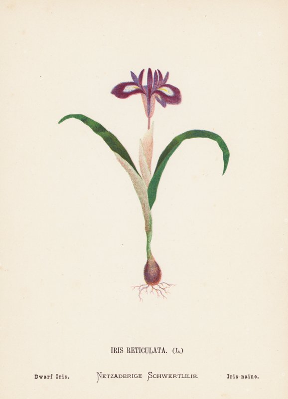 Divoké květiny Svaté země: Iris Reticulata; kosatec zakrslý (kolorovaná rytina) od Hannah Zeller