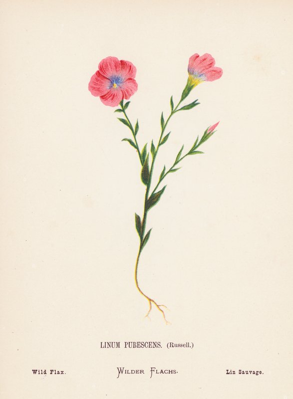 Divoké květiny Svaté země: (kolorovaná rytina): Linum Pubescens, Russell; Divoký len (kolorovaná rytina) od Hannah Zeller