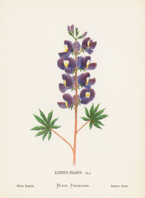 Divoké květiny Svaté země: (kolorovaná rytina): Lupinus Pilosus; Lupina modrá (barevná rytina) od Hannah Zeller