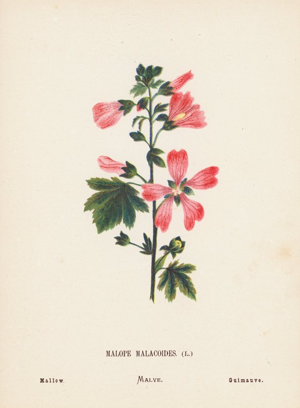 Divoké květiny Svaté země: Malope Malacoides; Mallow (kolorovaná rytina) od Hannah Zeller