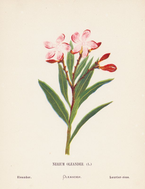 Divoké květiny Svaté země: (kolorovaná rytina): Nerium Oleander; Oleander (kolorovaná rytina) od Hannah Zeller