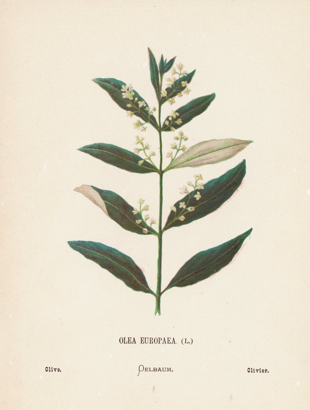 Divoké květiny Svaté země: (kolorovaná rytina): Olea Europaea; Olive (barevná rytina) od Hannah Zeller