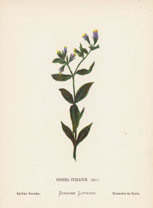 Divoké květiny Svaté země: Onosma Syriacum; Syrian Onosma (kolorovaná rytina) od Hannah Zeller
