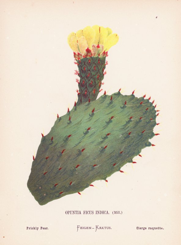 Divoké květiny Svaté země: Opuntia Ficus Indica, Mill; Opuncie (kolorovaná rytina) od Hannah Zeller