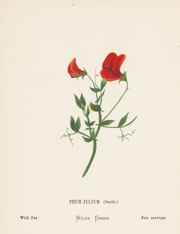 Divoké květiny Svaté země: (kolorovaná rytina): Pisum Fulvum, Smith; Divoký hrách (kolorovaná rytina) od Hannah Zeller