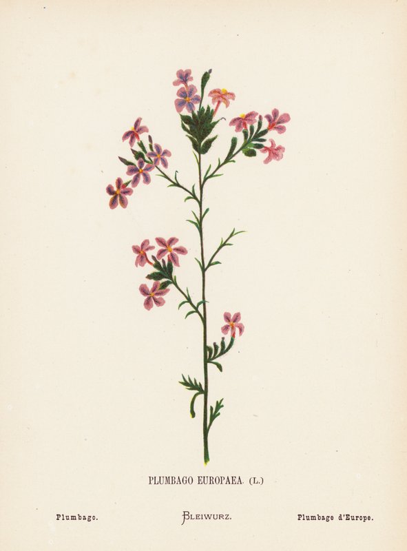 Divoké květiny Svaté země: Plumbago Europaea; Plumbago (kolorovaná rytina) od Hannah Zeller