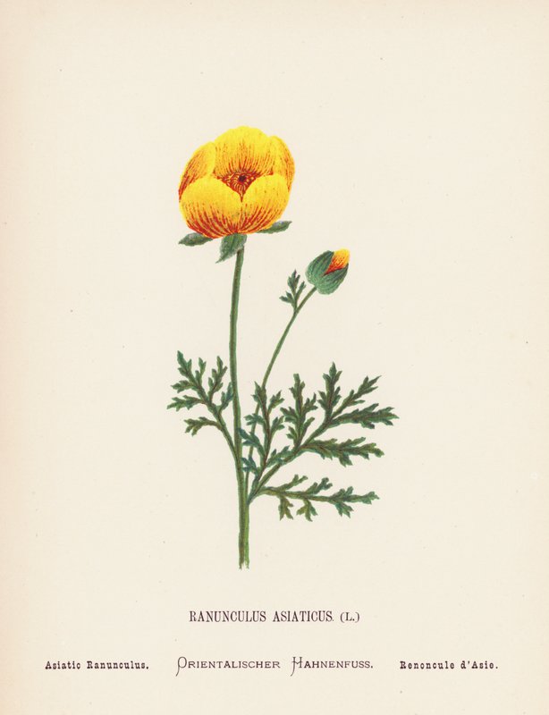 Divoké květiny Svaté země: Ranunculus Asiaticus; Ranunculus Asiaticus (kolorovaná rytina) od Hannah Zeller