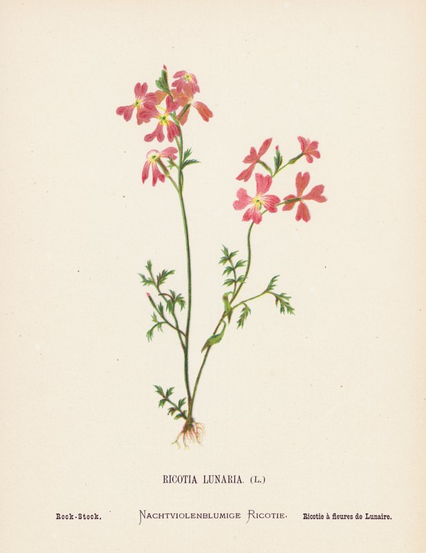 Divoké květiny Svaté země: (kolorovaná rytina): Ricotia Lunaria; Rock-Stock (barevná rytina) od Hannah Zeller