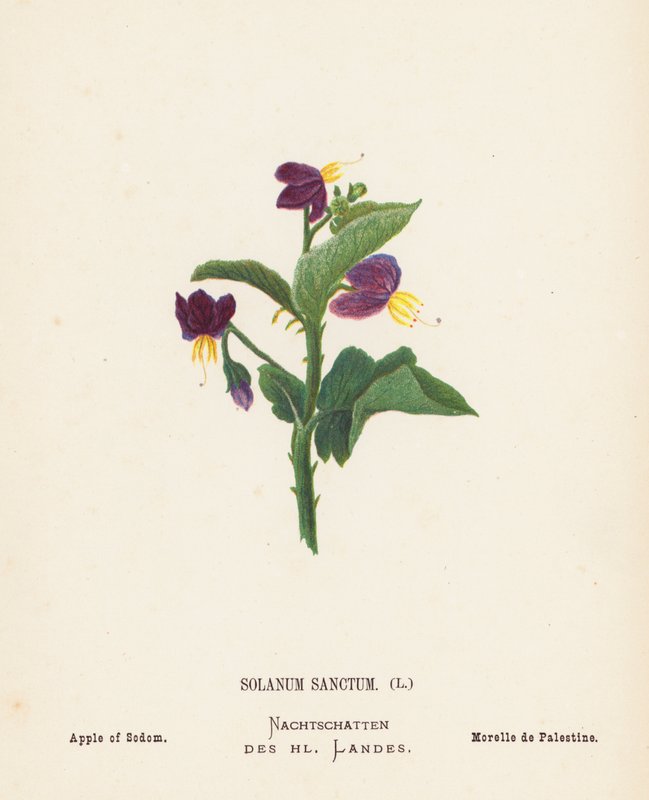 Divoké květiny Svaté země: (kolorovaná rytina): Solanum Sanctum; Jablko sodomské (barevná rytina) od Hannah Zeller
