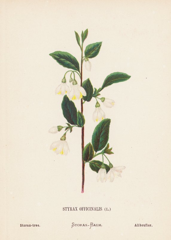 Divoké květiny Svaté země: (kolorovaná rytina): Styrax Officinalis; Storax-tree (kolorovaná rytina) od Hannah Zeller