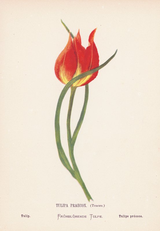 Divoké květiny Svaté země: Tulipa Praecox, Tenore; Tulipán (kolorovaná rytina) od Hannah Zeller