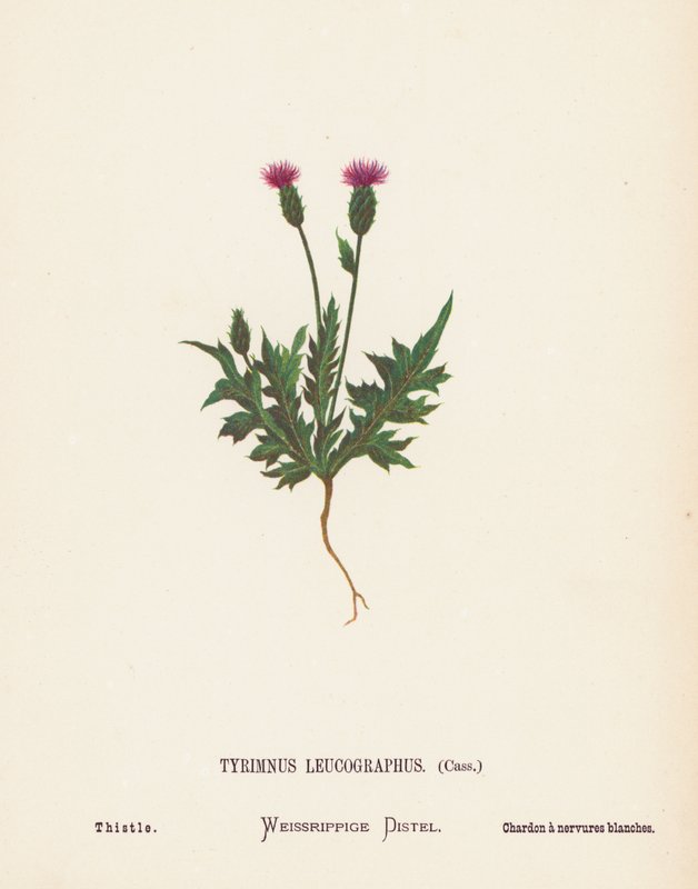 Divoké květiny Svaté země: (kolorovaná rytina): Tyrimnus Leucographus, Cass; Thistle (kolorovaná rytina) od Hannah Zeller