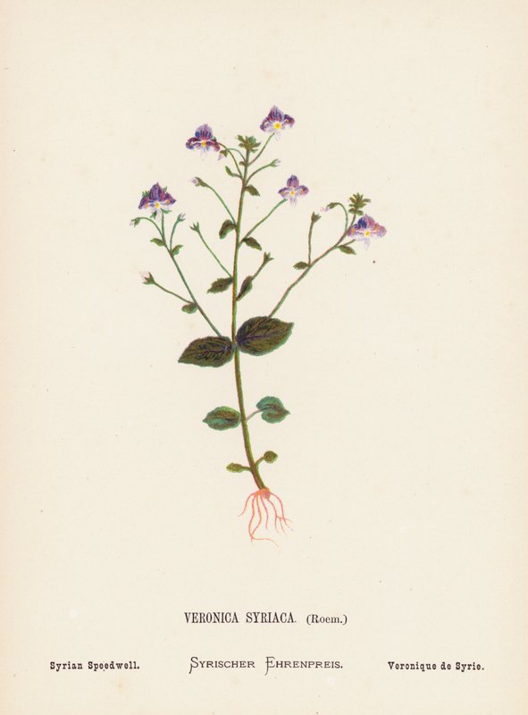 Divoké květiny Svaté země: (kolorovaná rytina): Veronica Syriaca, Roem; Syrian Speedwell (barevná rytina) od Hannah Zeller