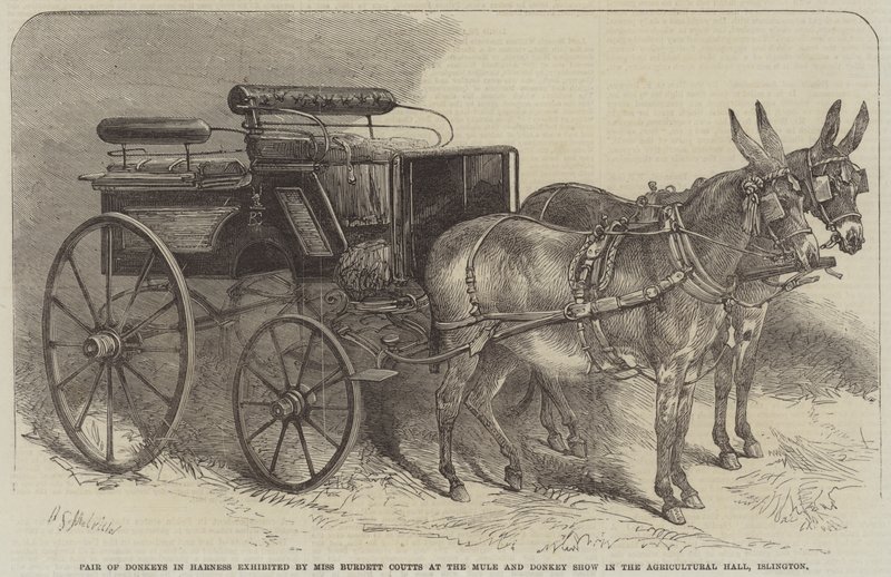 Pár oslů v postrojích vystavených slečnou Burdett Couttsovou na výstavě mul a oslů v Agricultural Hall v Islingtonu. od Harden Sidney Melville
