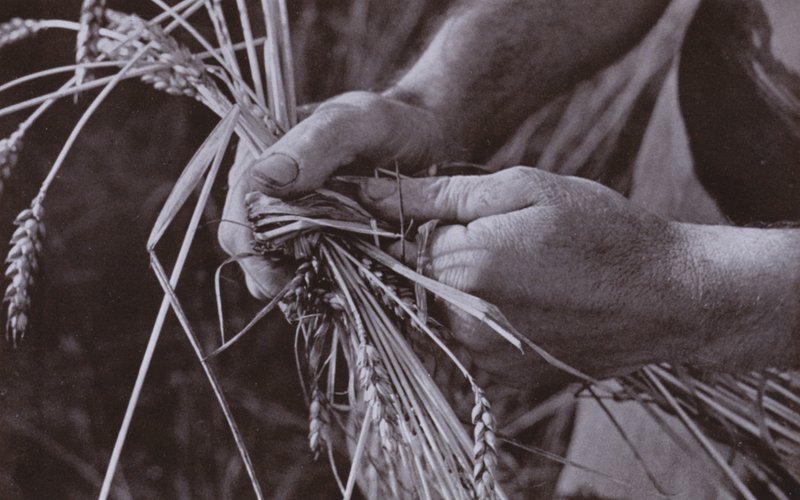 Výroba slaměných pásů (černobílá fotografie) od Harold Burdekin