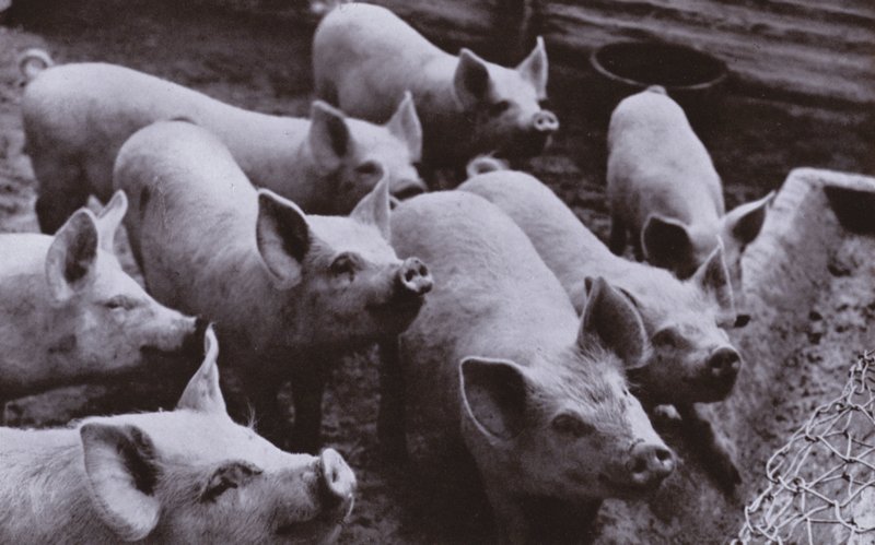Prasata (černobílá fotografie) od Harold Burdekin