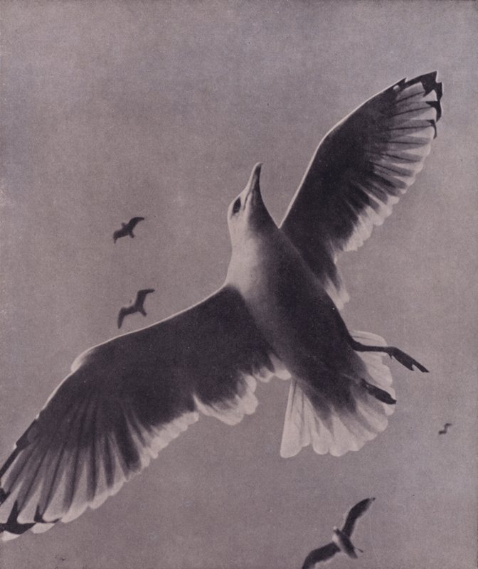 Rychlá a vzletná, Meredith (černobílá fotografie) od Harold Burdekin