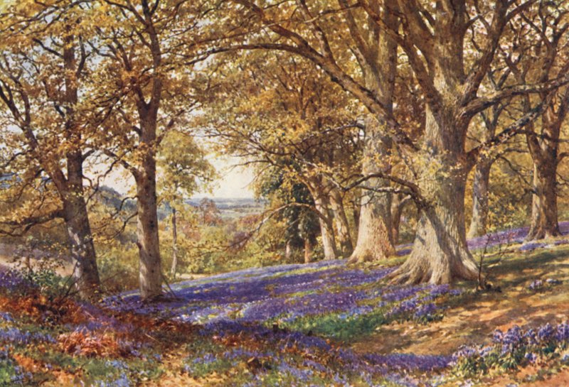 Svah s modrými zvonky, Hascombe (barevná litografie) od Harold Sutton Palmer
