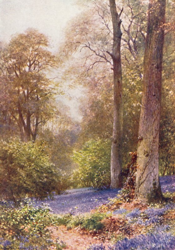 Bluebells, Ripley (barevná litografie) od Harold Sutton Palmer