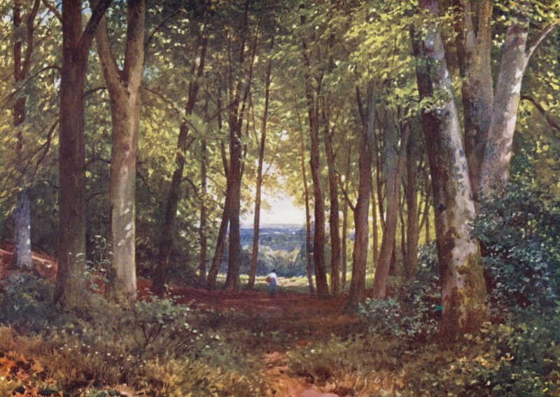 Deer-Leap Wood, Wotton (barevná litografie) od Harold Sutton Palmer