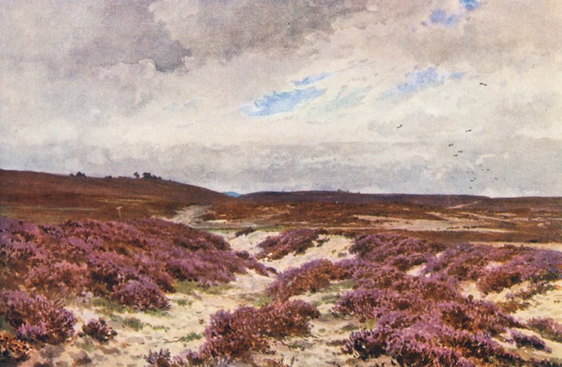 Frensham Common (barevná litografie) od Harold Sutton Palmer
