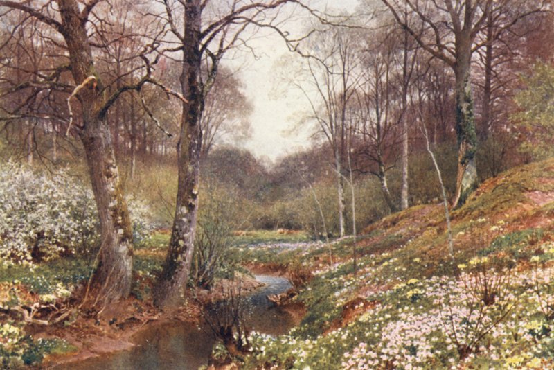 Jarní květy, poblíž Dorkingu (barevná litografie) od Harold Sutton Palmer