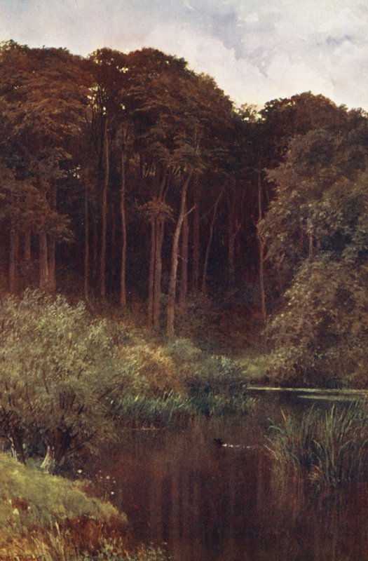 Woodland Depths, Wotton (barevná litografie) od Harold Sutton Palmer