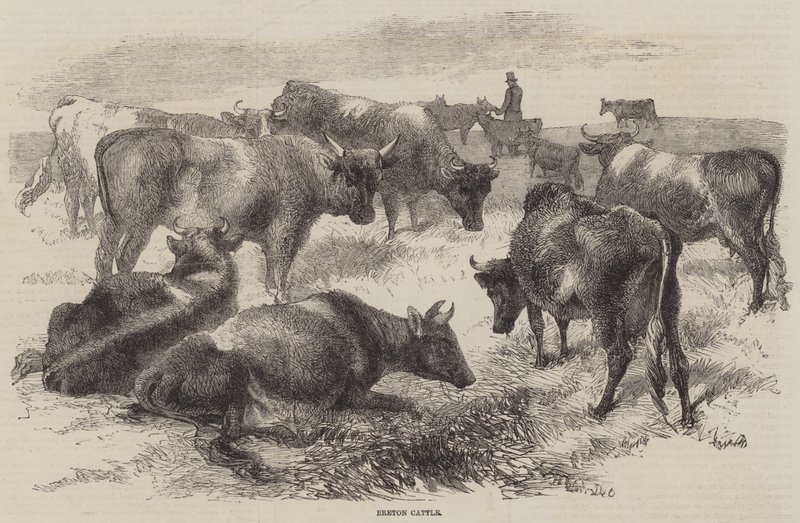 Bretonský dobytek od Harrison William Weir