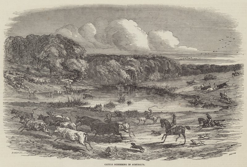Shánění dobytka v Austrálii od Harrison William Weir