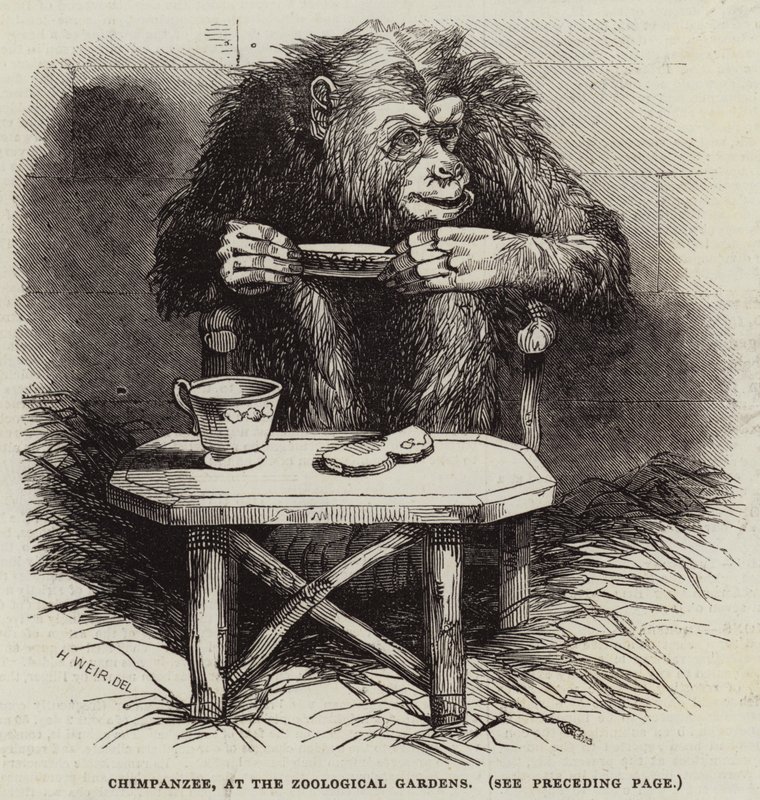 Šimpanz v zoologické zahradě od Harrison William Weir